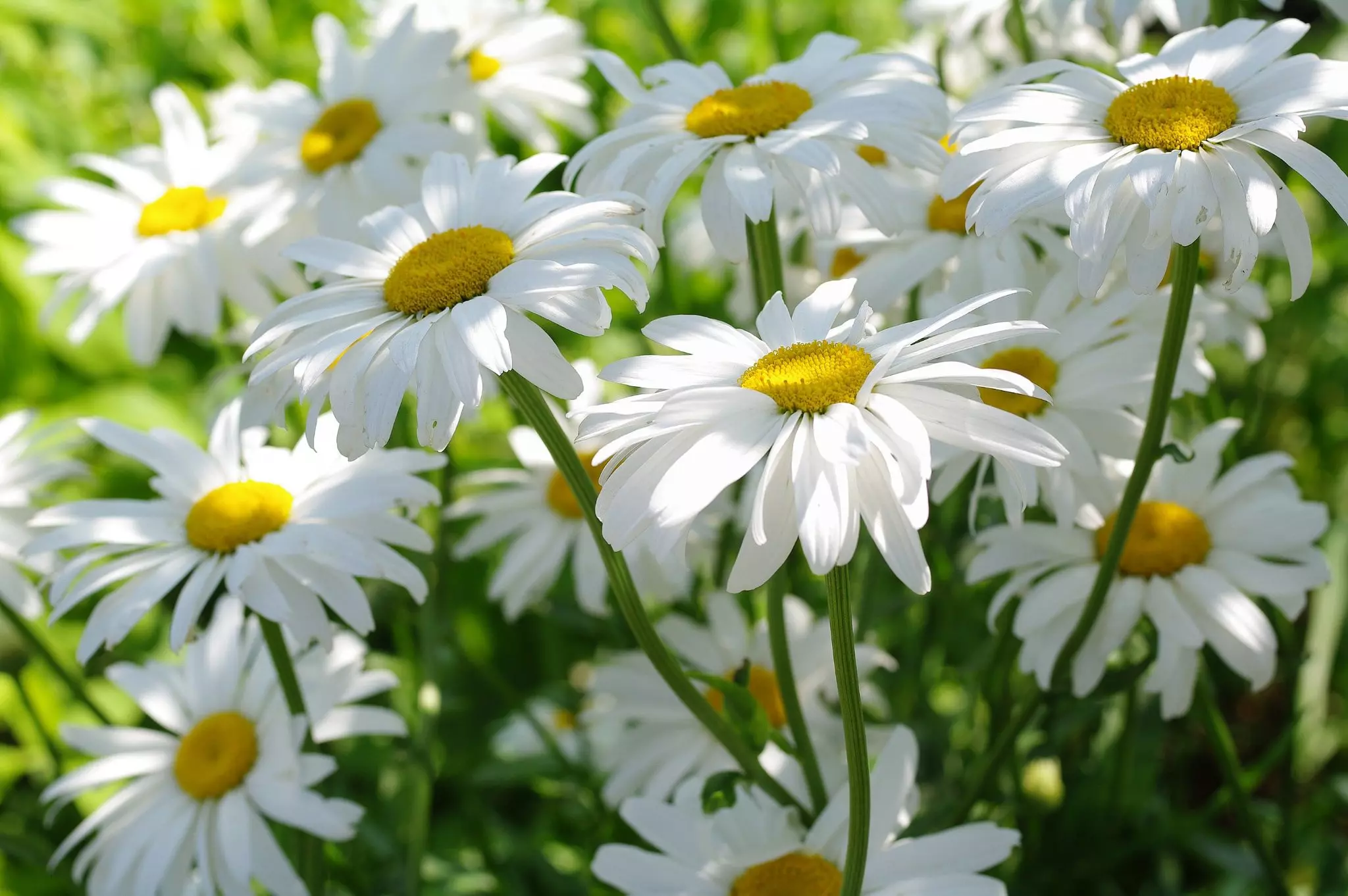 Значение имени Мирослав