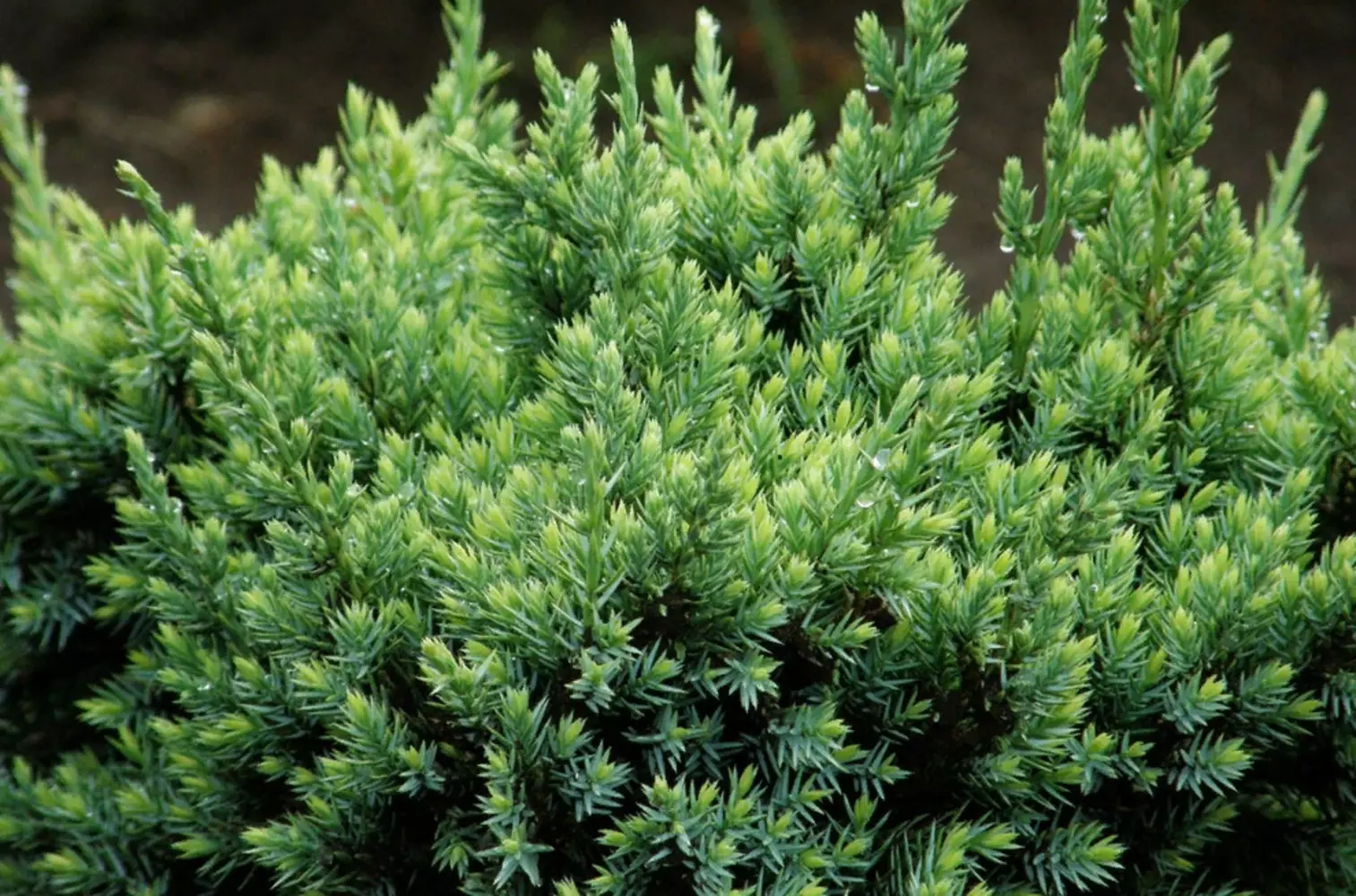 Тайна имени Бахром