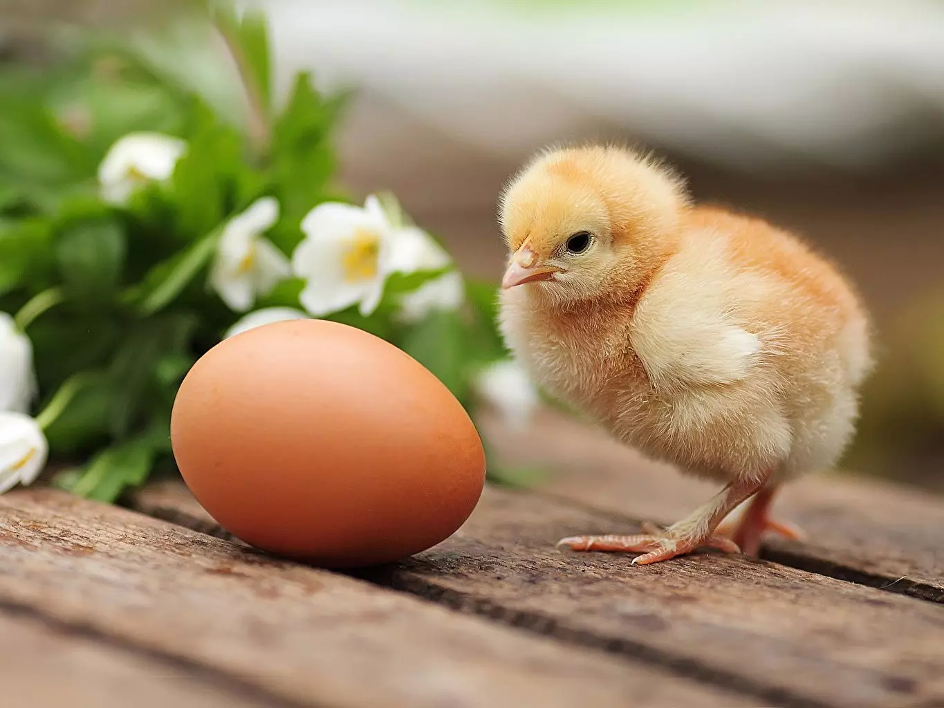 Как действует приворот на яйцо