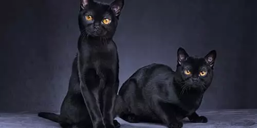 видеть во сне двух черных кошек