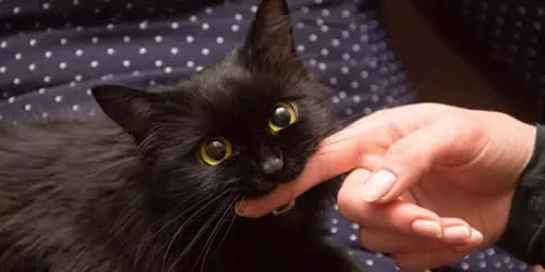 Мне приснилось что черная кошка укусила