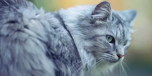 К чему снится мягкий серый кот?