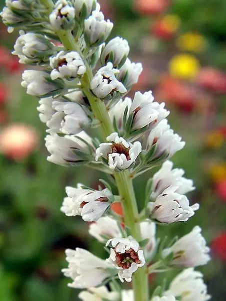 Растение на длинном стебле с множеством мелких цветков