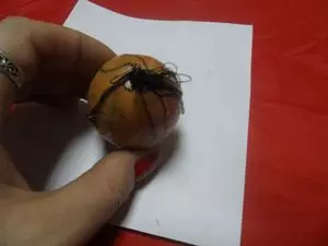 Яичная подкладка