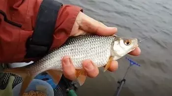 Рыбалка в сентябре после mort_result