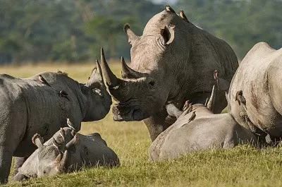 Носорог и Слон по Фэн Шуй
