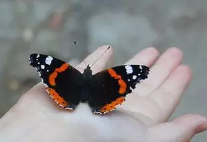 Примета бабочка залетела в дом