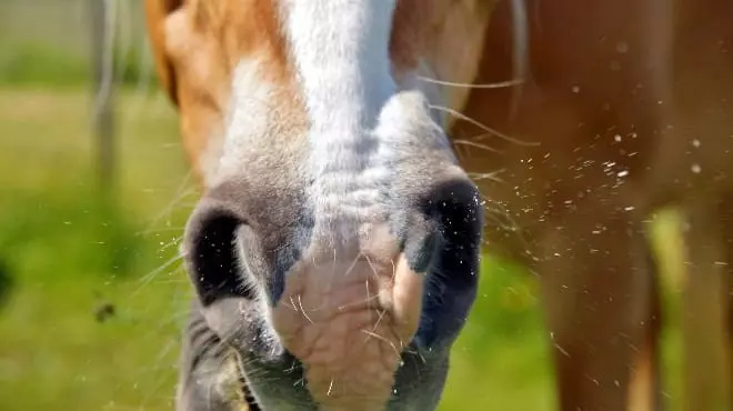 Лошадь чихнула
