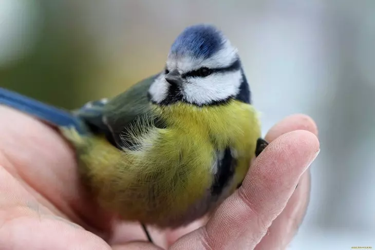 птица в руке
