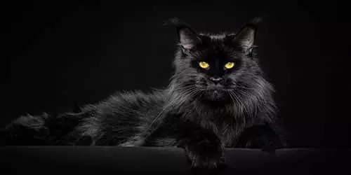 Большой черный кот