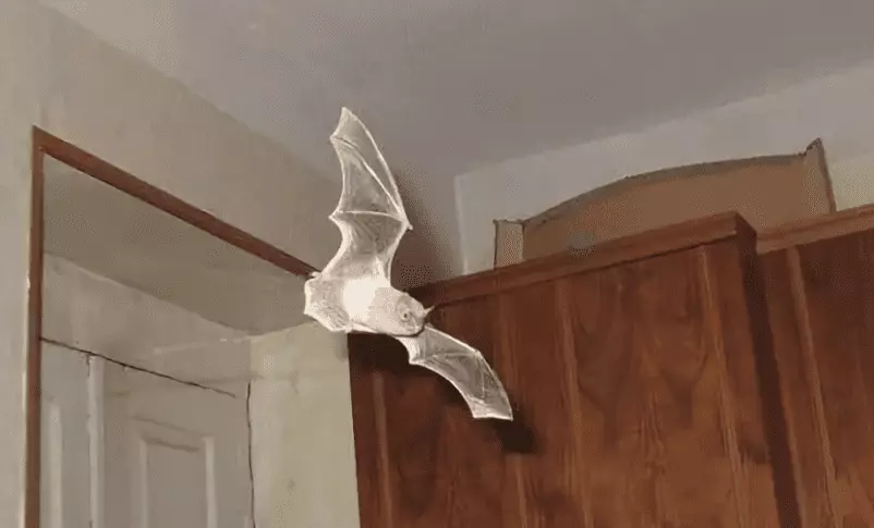 Летучая мышь залетела в дом