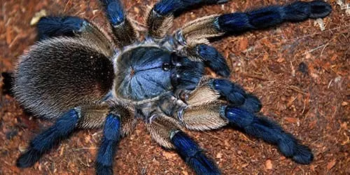 Большой паук