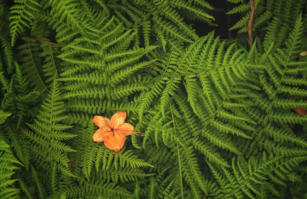 цветок папоротника
