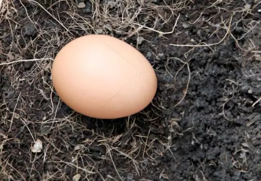 яйца на земле